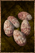 Larva Egg.png
