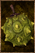 Marshmelon.png