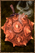 Grilled Marshmelon.png