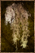 Grilled Woolshroom.png