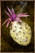 Boiled Cactus Fruit.png
