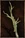 Scholar’s Staff