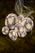 Roasted Krimp Nut.png