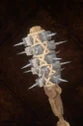 Calygrey Mace