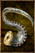Boiled Miasmapod.png