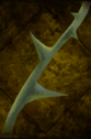 Stingleaf