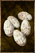 Cooked Larva Egg.png