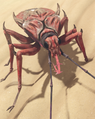 Assassin beetle 2024