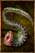 Miasmapod.png
