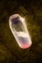 Warm Boozu's Milk - Official Outward Wiki