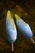Frosted Maize.png