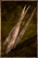 Spikes – Wood