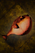 Grilled Pypherfish.png