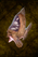 Grilled Manaheart Bass.png