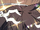Holy Light Crown