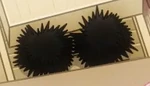 Sea Urchin