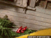 Wicked-witch-feet-curl-o.gif