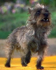 toto stuffed dog wizard of oz