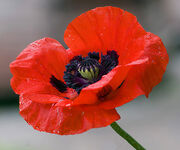 Oriental-poppy