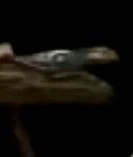 Sawhorse in the 1981 Marvelous Land of Oz play