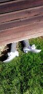 Silver Shoes under Dorothy's fallen house...