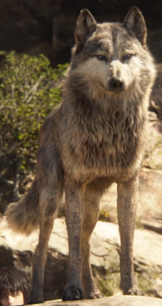 Jungle Book 2016 Akela.png
