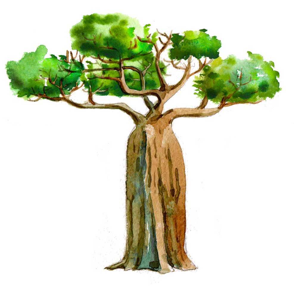 Бутылочное дерево рисунок