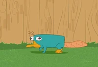 Perry in the backyard