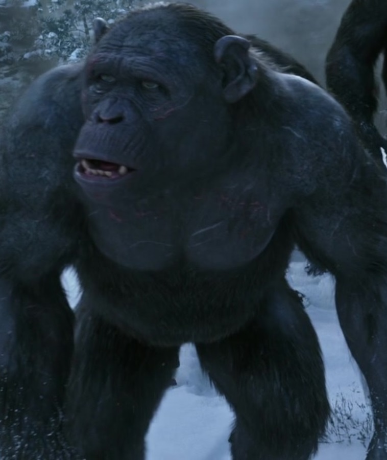 Ракета из планеты обезьян фото Rocket (Planet of the Apes) Heroes Wiki Fandom