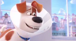 Max (The Secret Life Of Pets) videocapture 20211002-052116