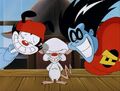 Freakazoid with Wakko and Brain