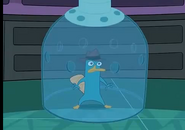 Captura de perry