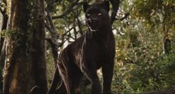 Bagheera in the upcoming 2016 live-action movie.