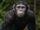Blue Eyes (Planet of the Apes)