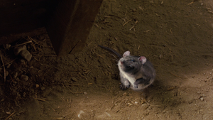 Templeton hearing about rotten food at the fair and he eagerly joins Wilbur.