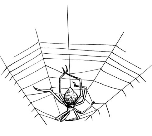 Featured image of post Spider Charlotte&#039;s Web Coloring Pages