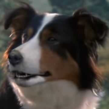 Why Did Napoleon Take The Puppies In Animal Farm