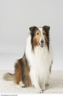 Lassie, Movie Heroes Wiki
