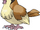 Pidgey