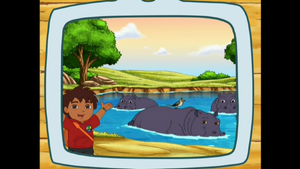 This is Diego taking the hippopotamus to Hippo Lake.