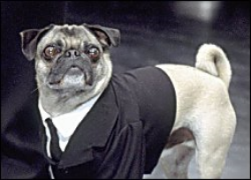 Frank the Pug.png