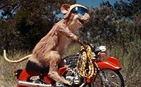 Runaway-ralph-stop-motion.jpg