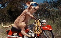 The Mouse and the Motorcycle - Wikipedia