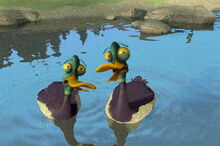 Duck-0.jpg