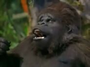 Ape the Gorilla's comical yell