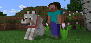 A wolf with Steve