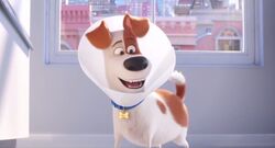 Max (The Secret Life Of Pets) videocapture 20211001-230051