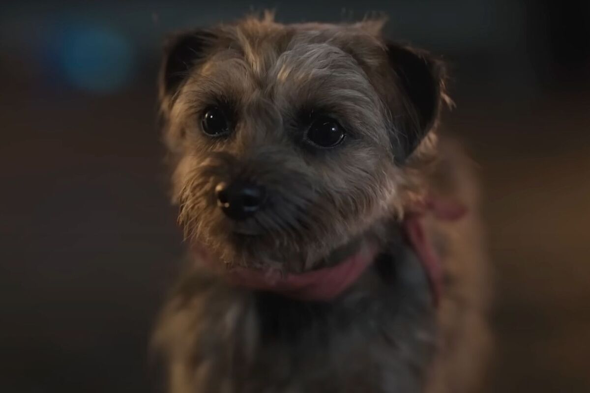 Where To Watch Strays 2025