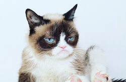 Grumpy Cat - Wikipedia