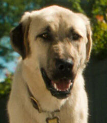 Butch-cats-and-dogs-2.1.jpg